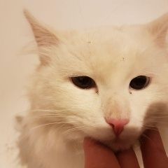 Подробнее об объявлении «Орел Найден кот белый кот» Фото: найдена кошка  «Орел Найден кот белый кот» в г. Орел