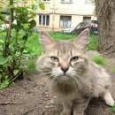Подробнее об объявлении «Москва Найден кот» Фото: найдена кошка  «Москва Найден кот» в г. Москва