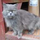 Подробнее об объявлении «Москва Найдена кошка нибелунг» Фото: найдена кошка  «Москва Найдена кошка нибелунг» в г. Москва