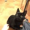 Подробнее об объявлении «Москва Найдена кошка, алтуфьево» Фото: найдена кошка  «Москва Найдена кошка, алтуфьево» в г. Москва