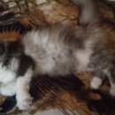 Подробнее об объявлении «Одинцово Найдена кошка, на улице молодеж» Фото: найдена кошка  «Одинцово Найдена кошка, на улице молодеж» в г. Одинцово