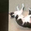 Подробнее об объявлении «Бердск Найден кот ик» Фото: найдена кошка  «Бердск Найден кот ик» в г. Бердск