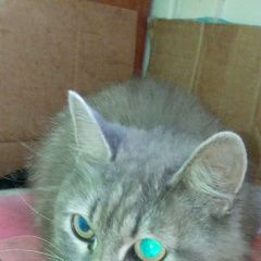 Подробнее об объявлении «Найдена кошка Санкт-Петербург» Фото: найдена кошка  «Найдена кошка Санкт-Петербург» в г. Санкт-Петербург