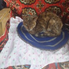 Подробнее об объявлении «Найдена кошка котенок Можайск» Фото: найдена кошка Бенгальская кошка «Найдена кошка котенок Можайск» в г. Можайск
