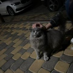 Подробнее об объявлении «Ставрополь Найдена кошка кот, видно, что домашний» Фото: найдена кошка Британская длинношерстная кошка «Ставрополь Найдена кошка кот, видно, что домашний» в г. Ставрополь
