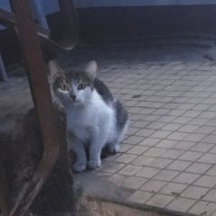 Подробнее об объявлении «Найдена кошка Орехово-Зуево» Фото: найдена кошка  «Найдена кошка Орехово-Зуево» в г. Орехово-Зуево