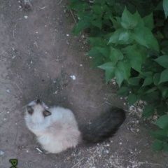 Подробнее об объявлении «Найден кот бирманский кот Волгоград» Фото: найдена кошка Бирманская (Священная бирма) «Найден кот бирманский кот Волгоград» в г. Волгоград