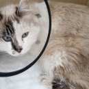 Подробнее об объявлении «Москва Найдена кошка» Фото: найдена кошка  «Москва Найдена кошка» в г. Москва