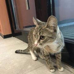 Подробнее об объявлении «Москва Найдена кошка в добрые руки» Фото: найдена кошка  «Москва Найдена кошка в добрые руки» в г. Москва