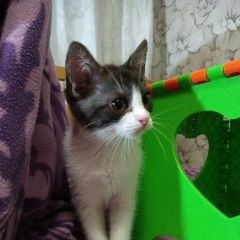 Подробнее об объявлении «Найден котёнок месяца Зеленоград» Фото: найдена кошка  «Найден котёнок месяца Зеленоград» в г. Зеленоград