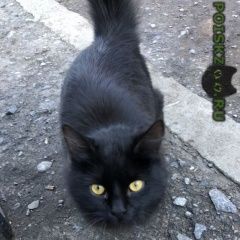 Подробнее об объявлении «Найдена кошка Ростов-на-Дону» Фото: найдена кошка  «Найдена кошка Ростов-на-Дону» в г. Ростов-на-Дону