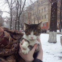 Подробнее об объявлении «Воронеж Найдена кошка» Фото: найдена кошка  «Воронеж Найдена кошка» в г. Воронеж
