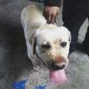 Подробнее об объявлении «Ставрополь Найден кот» Фото: найдена кошка Лабрадор ретривер «Ставрополь Найден кот» в г. Ставрополь