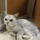 Подробнее об объявлении «Найдена кошка Звенигород» Фото: найдена кошка  «Найдена кошка Звенигород» в г. Звенигород