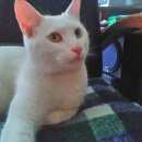 Подробнее об объявлении «Москва Найден кот ангорский белого окраса» Фото: найдена кошка  «Москва Найден кот ангорский белого окраса» в г. Москва