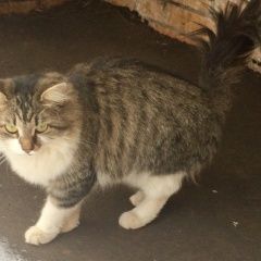 Подробнее об объявлении «Москва Найдена кошка в свао» Фото: найдена кошка  «Москва Найдена кошка в свао» в г. Москва