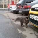 Подробнее об объявлении «Москва Найдена кошка» Фото: найдена кошка  «Москва Найдена кошка» в г. Москва