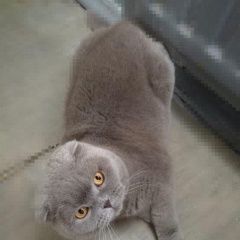 Подробнее об объявлении «Санкт-Петербург Найдена кошка шотландская вислоухая» Фото: найдена кошка Шотландская вислоухая «Санкт-Петербург Найдена кошка шотландская...» в г. Санкт-Петербург