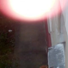 Подробнее об объявлении «Санкт-Петербург Найдена кошка московский район» Фото: найдена кошка  «Санкт-Петербург Найдена кошка московский район» в г. Санкт-Петербург