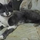 Подробнее об объявлении «Москва Найден кот» Фото: найдена кошка  «Москва Найден кот» в г. Москва