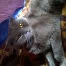 Подробнее об объявлении «Найдена кошка кот. Оренбург» Фото: найдена кошка Шотландская вислоухая «Найдена кошка кот. Оренбург» в г. Оренбург