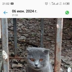 Подробнее об объявлении «Сочи Найдена кошка» Фото: найдена кошка Британская короткошерстная кошка «Сочи Найдена кошка» в г. Сочи