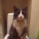 Подробнее об объявлении «Москва Найден кот» Фото: найдена кошка  «Москва Найден кот» в г. Москва