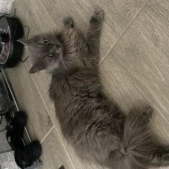 Подробнее об объявлении «Найдена кошка Казань» Фото: найдена кошка Британская длинношерстная кошка «Найдена кошка Казань» в г. Казань