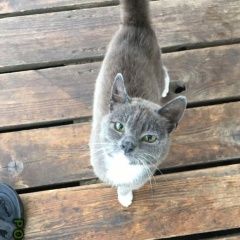 Подробнее об объявлении «Найдена кошка Санкт-Петербург» Фото: найдена кошка  «Найдена кошка Санкт-Петербург» в г. Санкт-Петербург