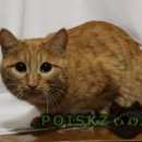 Подробнее об объявлении «Ангарск Найдена кошка или котик» Фото: найдена кошка  «Ангарск Найдена кошка или котик» в г. Ангарск