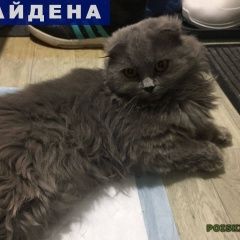 Подробнее об объявлении «Екатеринбург Найден кот серый, вислоухий кот» Фото: найдена кошка Британская длинношерстная «Екатеринбург Найден кот серый, вислоухий кот» в г. Екатеринбург