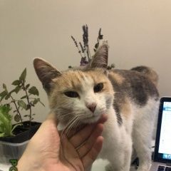 Подробнее об объявлении «Москва Найдена кошка в районе краснобогатырской улицы» Фото: найдена кошка  «Москва Найдена кошка в районе краснобогатырской...» в г. Москва