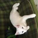 Подробнее об объявлении «Москва Найдена кошка белая кошечка» Фото: найдена кошка  «Москва Найдена кошка белая кошечка» в г. Москва