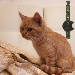 Подробнее об объявлении «Москва Найдена кошка рыжая» Фото: найдена кошка  «Москва Найдена кошка рыжая» в г. Москва