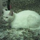 Подробнее об объявлении «Москва Найдена кошка в москве у дома 16к2 ул. симоновский вал» Фото: найдена кошка  «Москва Найдена кошка в москве у дома 16к2 ул....» в г. Москва