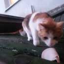 Подробнее об объявлении «Москва Найдена кошка м.красные ворота/чистые пруды» Фото: найдена кошка  «Москва Найдена кошка м.красные ворота/чистые пруды» в г. Москва