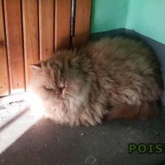 Подробнее об объявлении «Санкт-Петербург Найден кот ул. димитрова» Фото: найдена кошка  «Санкт-Петербург Найден кот ул. димитрова» в г. Санкт-Петербург