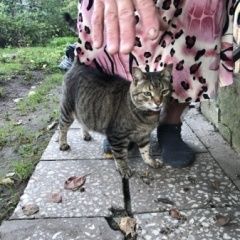 Подробнее об объявлении «Найден кот. Звенигород» Фото: найдена кошка  «Найден кот. Звенигород» в г. Звенигород