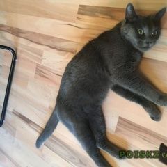 Подробнее об объявлении «Москва Найдена кошка» Фото: найдена кошка  «Москва Найдена кошка» в г. Москва