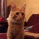 Подробнее об объявлении «Москва Найден кот рыжий кот с ошейником» Фото: найдена кошка  «Москва Найден кот рыжий кот с ошейником» в г. Москва