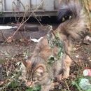 Подробнее об объявлении «Москва Найдена кошка домашняя кошечка свао» Фото: найдена кошка  «Москва Найдена кошка домашняя кошечка свао» в г. Москва