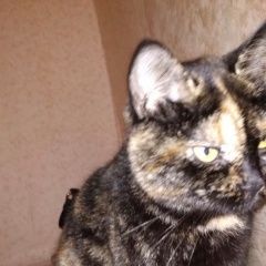 Подробнее об объявлении «Москва Найдена кошка» Фото: найдена кошка Британская короткошерстная «Москва Найдена кошка» в г. Москва