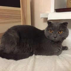 Подробнее об объявлении «Москва Найден кот в люблино» Фото: найдена кошка Британская короткошерстная «Москва Найден кот в люблино» в г. Москва