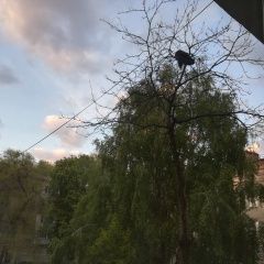 Подробнее об объявлении «Рязань Найдена кошка кто потерял кота/кошку?» Фото: найдена кошка  «Рязань Найдена кошка кто потерял кота/кошку?» в г. Рязань