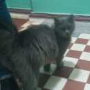 Подробнее об объявлении «Химки Найдена кошка кот нибелунг» Фото: найдена кошка  «Химки Найдена кошка кот нибелунг» в г. Химки
