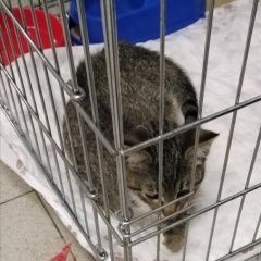 Подробнее об объявлении «Москва Найден котенок в хорошие руки» Фото: найдена кошка  «Москва Найден котенок в хорошие руки» в г. Москва