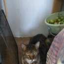 Подробнее об объявлении «Арамиль Найдена кошка» Фото: найдена кошка  «Арамиль Найдена кошка» в г. Арамиль