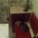 Подробнее об объявлении «Москва Найдена кошка» Фото: найдена кошка  «Москва Найдена кошка» в г. Москва