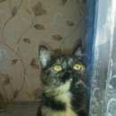 Подробнее об объявлении «Найдена кошка Набережные Челны» Фото: найдена кошка  «Найдена кошка Набережные Челны» в г. Набережные Челны