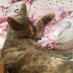 Подробнее об объявлении «Челябинск Найдена кошка» Фото: найдена кошка  «Челябинск Найдена кошка» в г. Челябинск